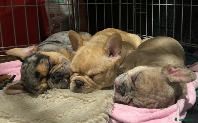 French Bulldog dogs Merle french bulldogs puppies  - Advert 1