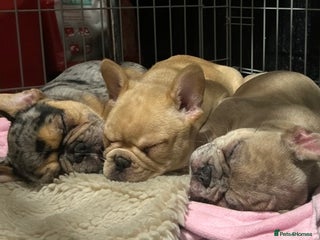 French Bulldog dogs Merle french bulldogs puppies - Advert 8