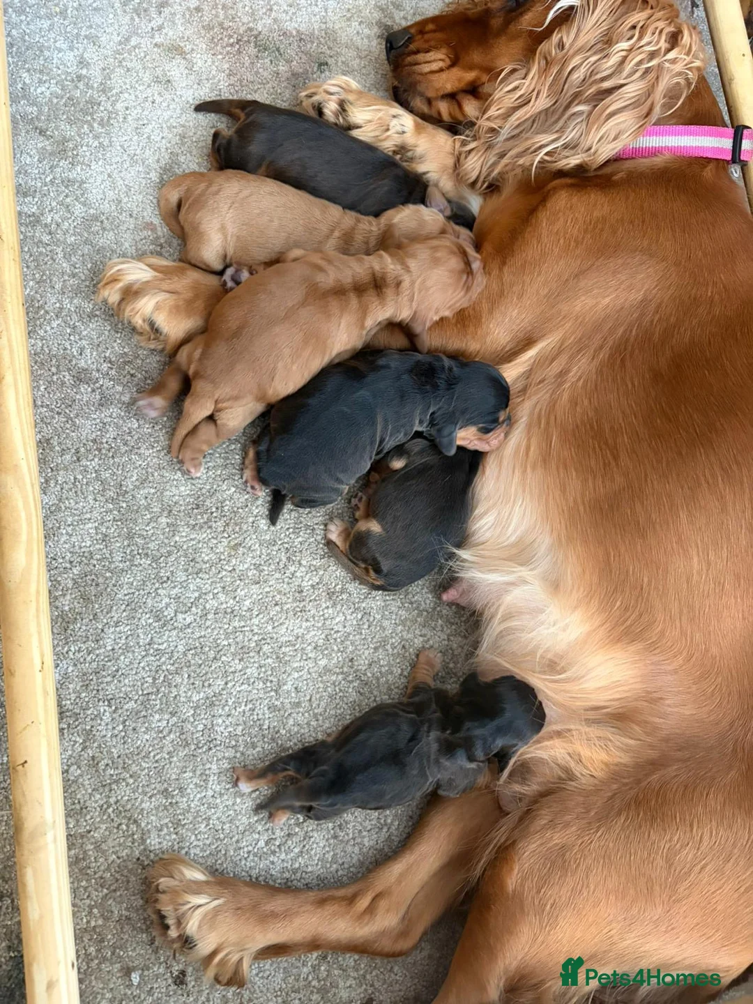 Cocker Spaniel dogs for sale: Cocker spaniel puppy  in Glasgow - Advert 2