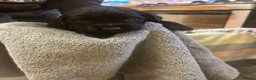 Cocker Spaniel dogs for sale: Ready now working cocker spaniel pups - Advert 13