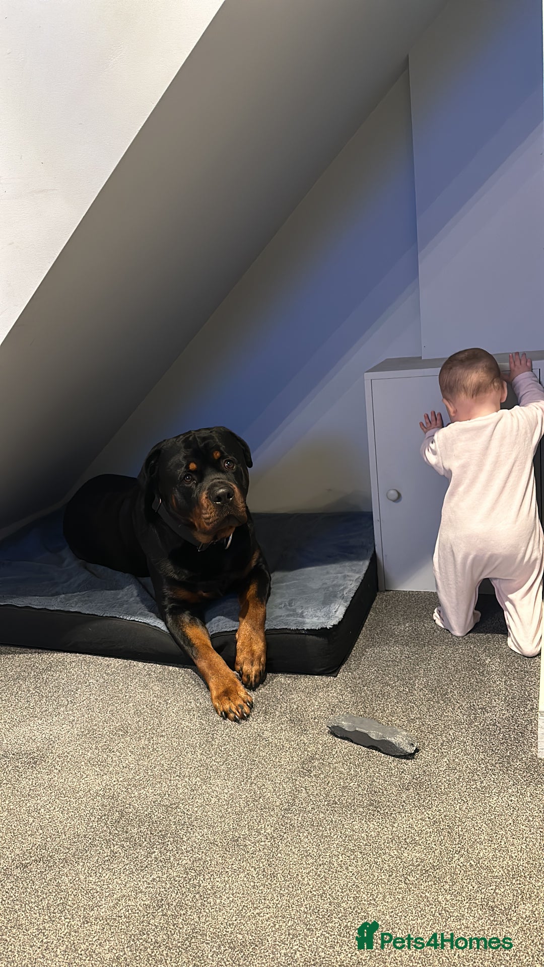 Rottweiler dogs for sale: Rottweiler needs a loving forever home  - Advert 9
