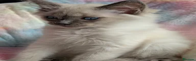 Ragdoll Kitten 1