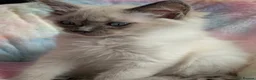 Ragdoll cats for sale: Stunning ragdoll kittens for sale.  - Advert 28