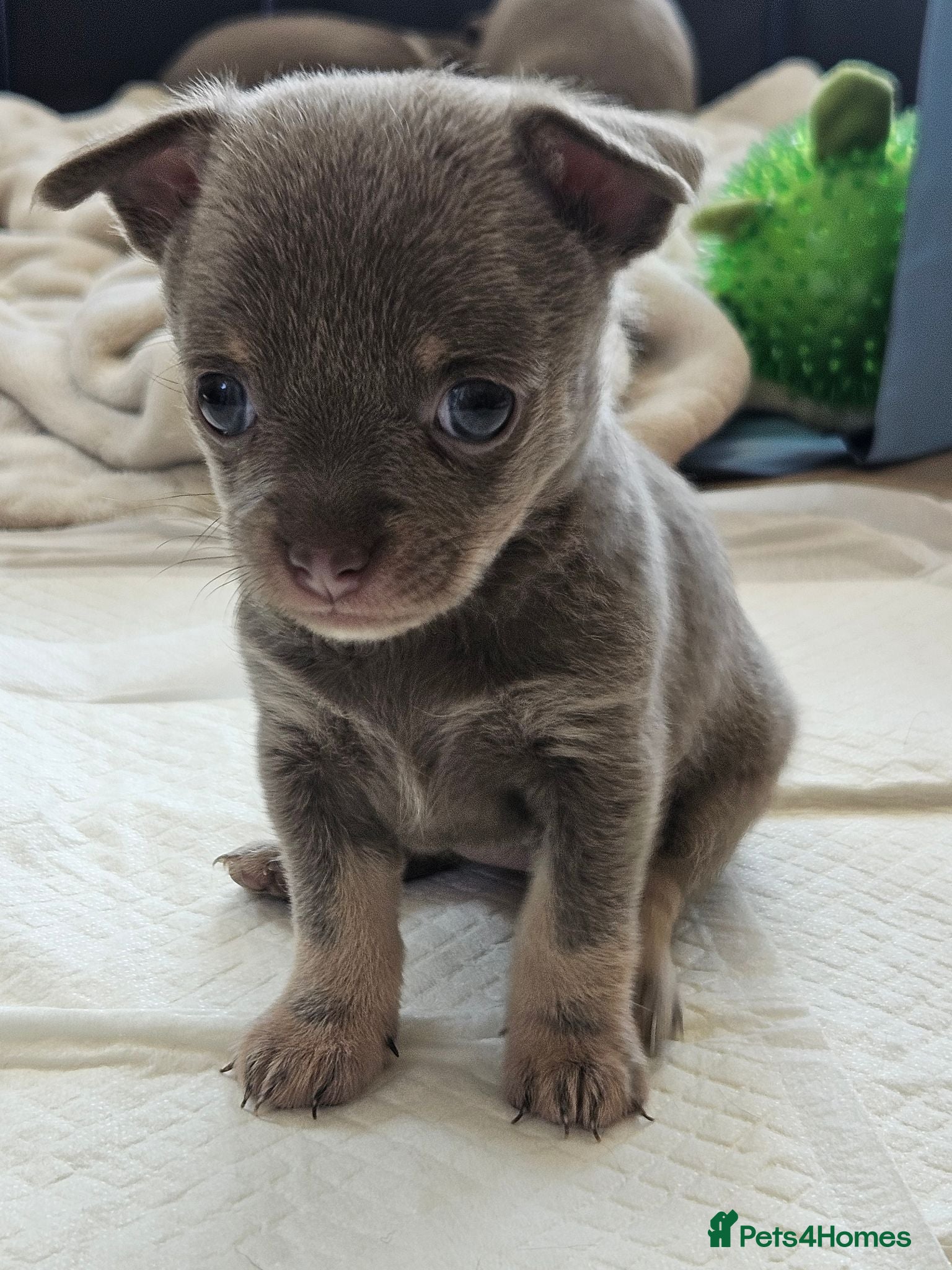 Chihuahua dogs Five Smoothcoat Chihuahua puppies for sale - Advert 2
