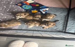 Lhasa Apso dogs for sale: 6 beautiful Lhasa's ONLY ONE BOY AND 1 GIRL LEFT  - Image 17