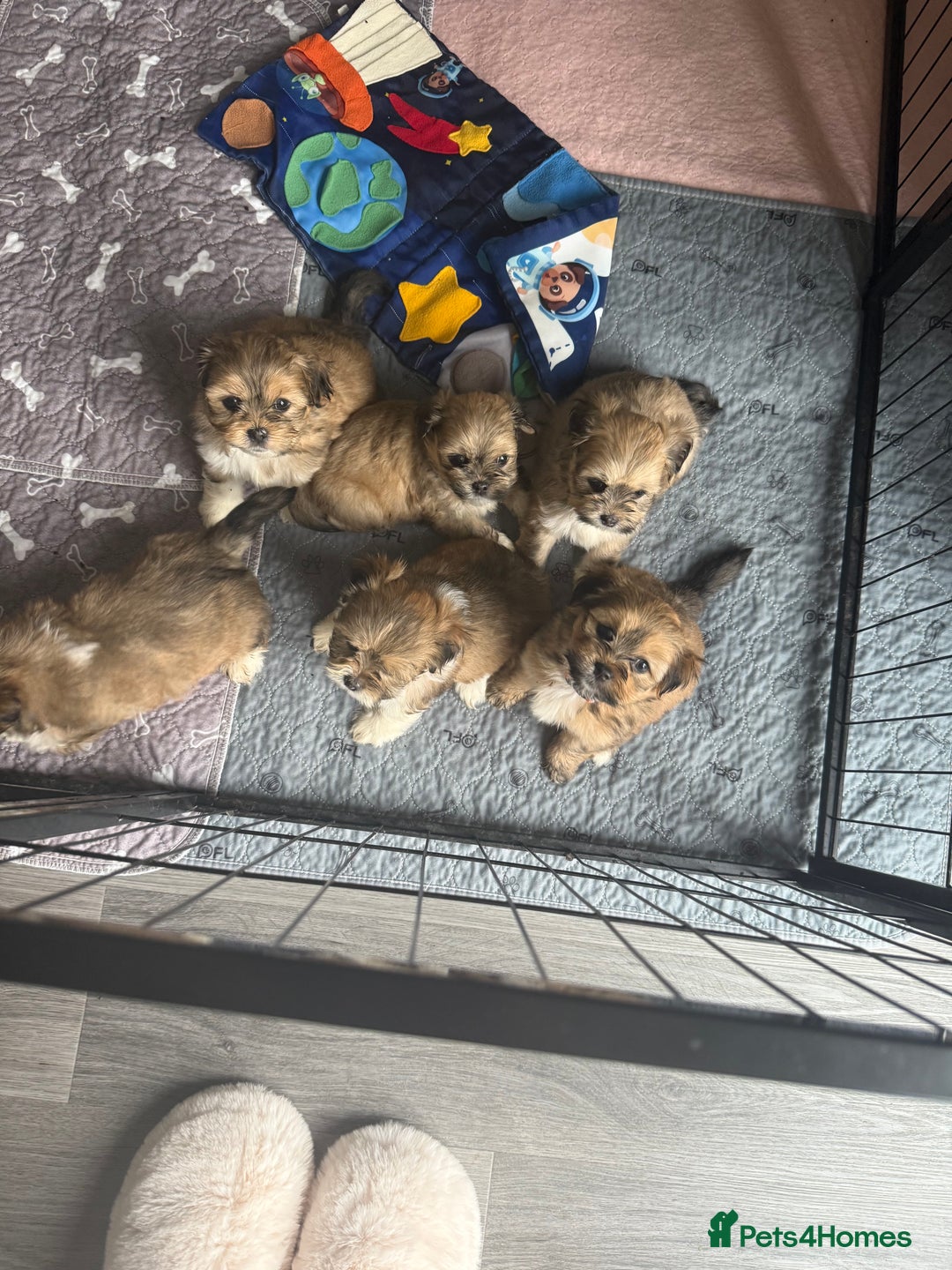 Lhasa Apso dogs for sale: 6 beautiful Lhasa's ONLY ONE BOY AND 1 GIRL LEFT  - Image 17