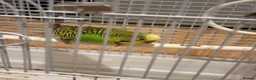 Budgerigars birds for sale: Budgie bird in London - Advert 3