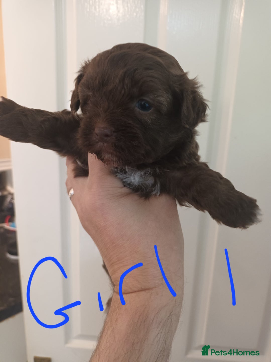 Shihpoo dogs for sale: shihpoo pups - Image 5