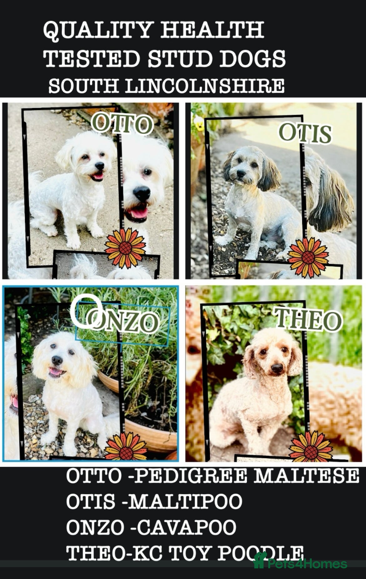 Toy Poodle dogs 100% HEALTH TESTED STUDS IN SOUTH LINCOLNSHIRE - Advert 10