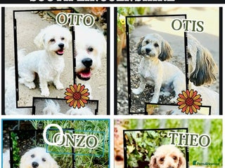 Toy Poodle dogs 100% HEALTH TESTED STUDS IN SOUTH LINCOLNSHIRE - Advert 2