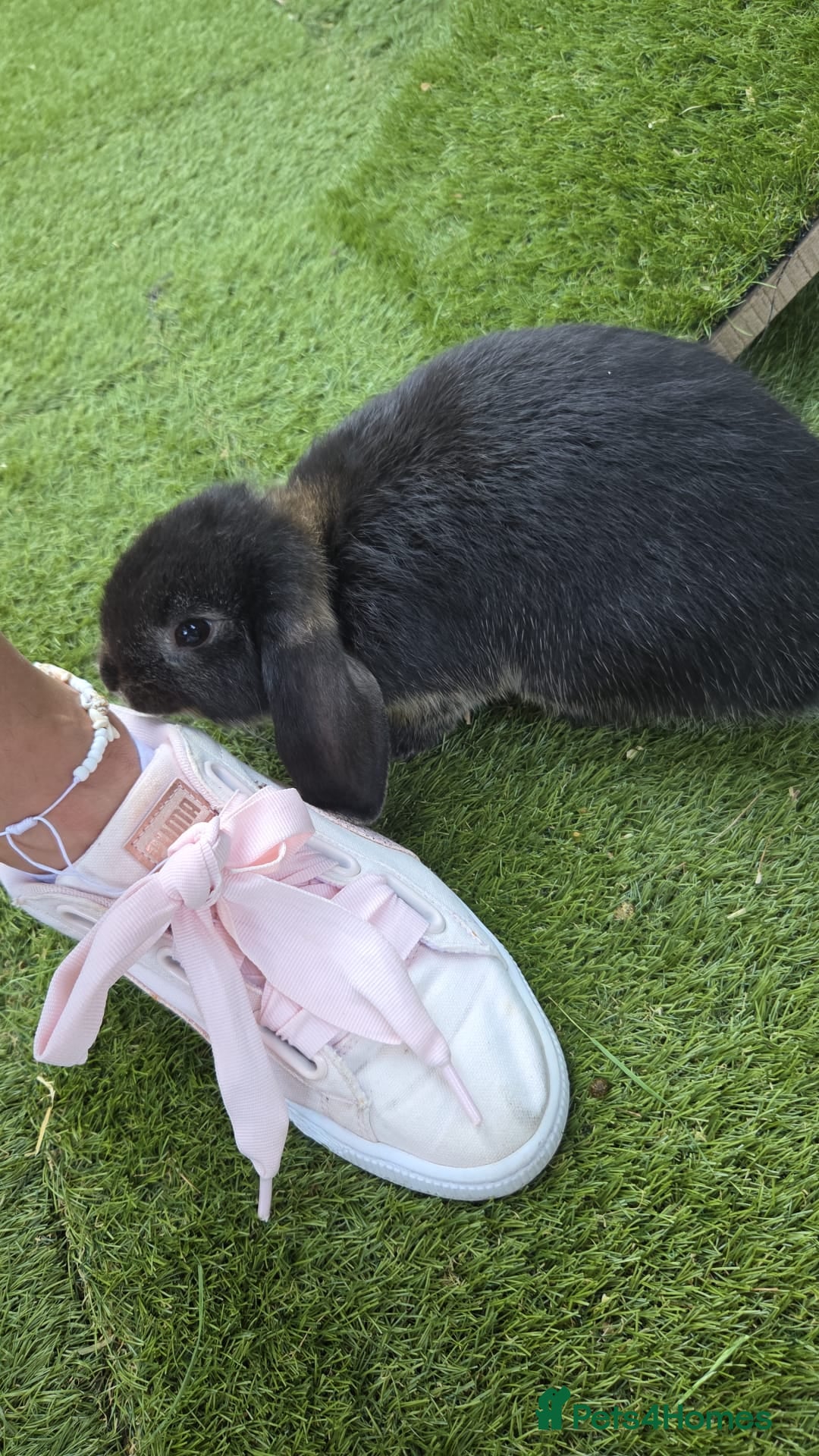Mini Lop rabbits Two boys and two girls wait for new home - Advert 1