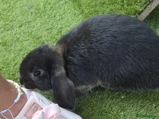 Mini Lop rabbits Two boys and two girls wait for new home - Advert 4