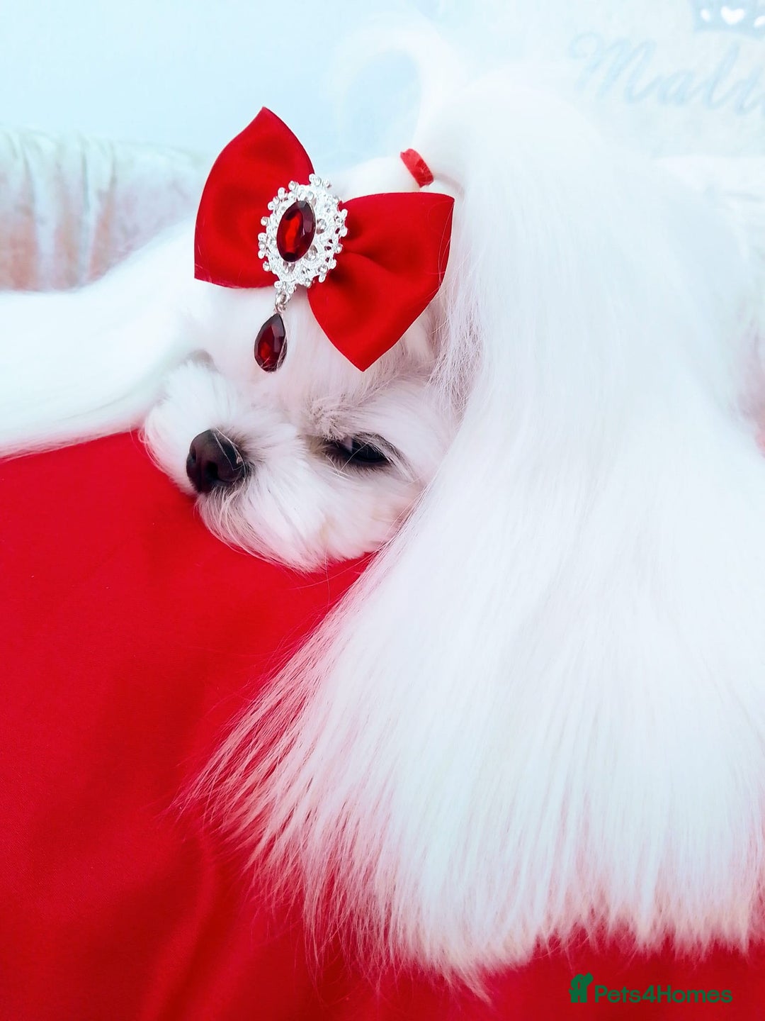 Maltese dogs for stud: ❤️health tested Tiny Korean Maltese boy❤️ - Image 2
