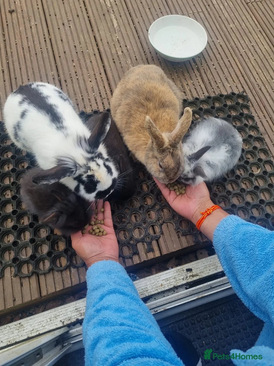 Mixed Breed rabbits for sale: Selling Baby Rabbits and Parents - Advert 1