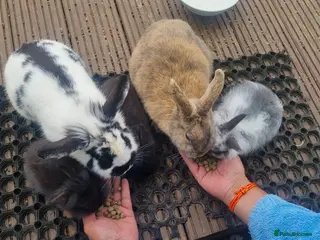 Mixed Breed rabbits Selling Baby Rabbits and Parents - Advert 3