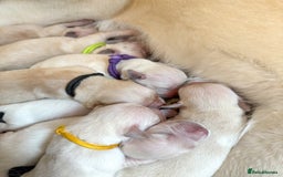 Goldador dogs for sale: A Special Litter of Goldador Puppies - Image 18