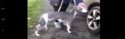 Whippet dogs for stud: 2 KC whippet for stud,both heart tested clear in Bishop Auckland - Advert 2
