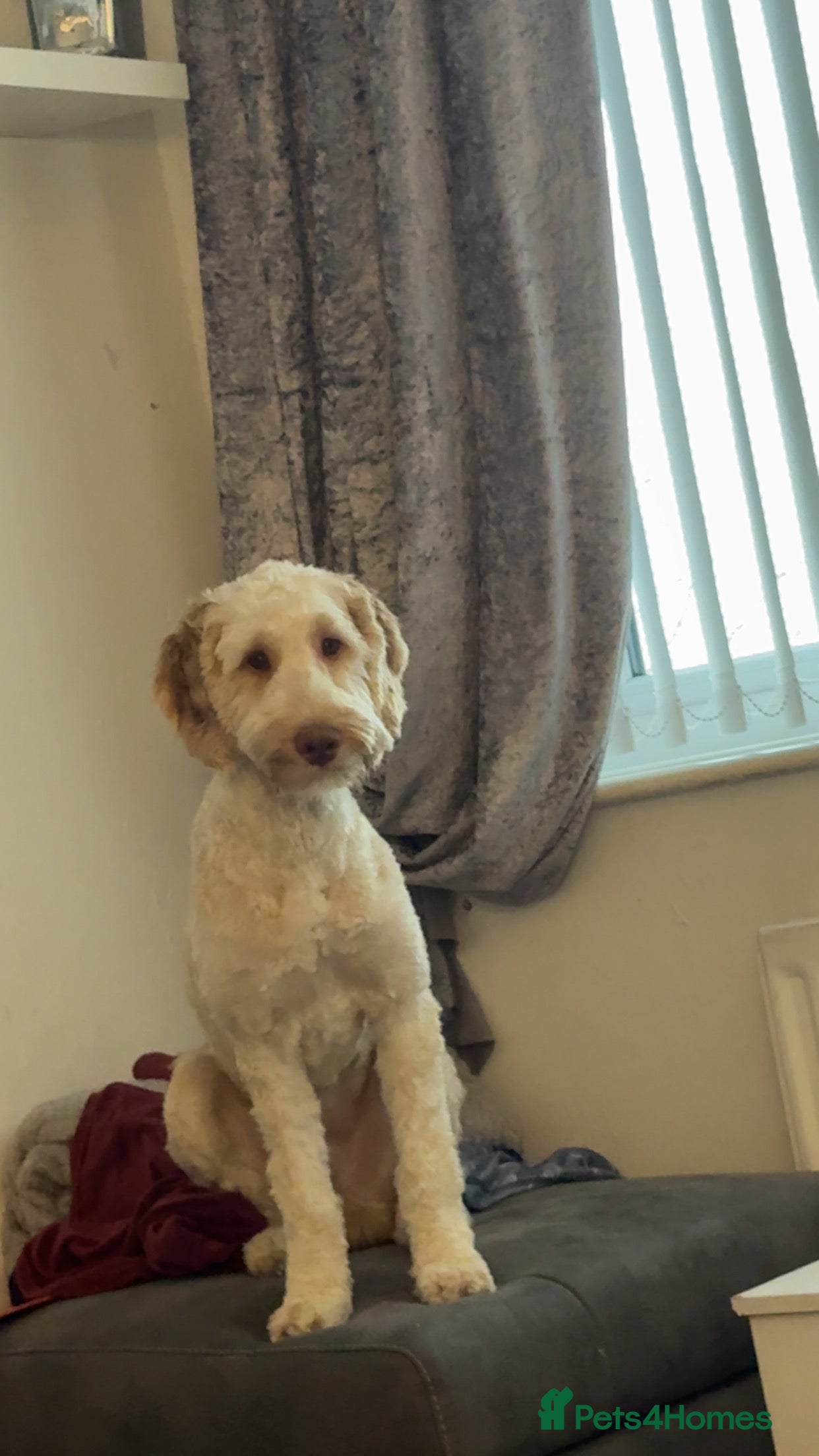 Cockapoo dogs Cockerpoo - Advert 5