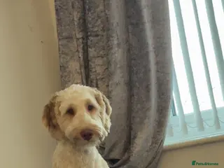 Cockapoo dogs Cockerpoo - Advert 1