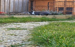 Netherland Dwarf rabbits for sale: Much loved family group - Image 3