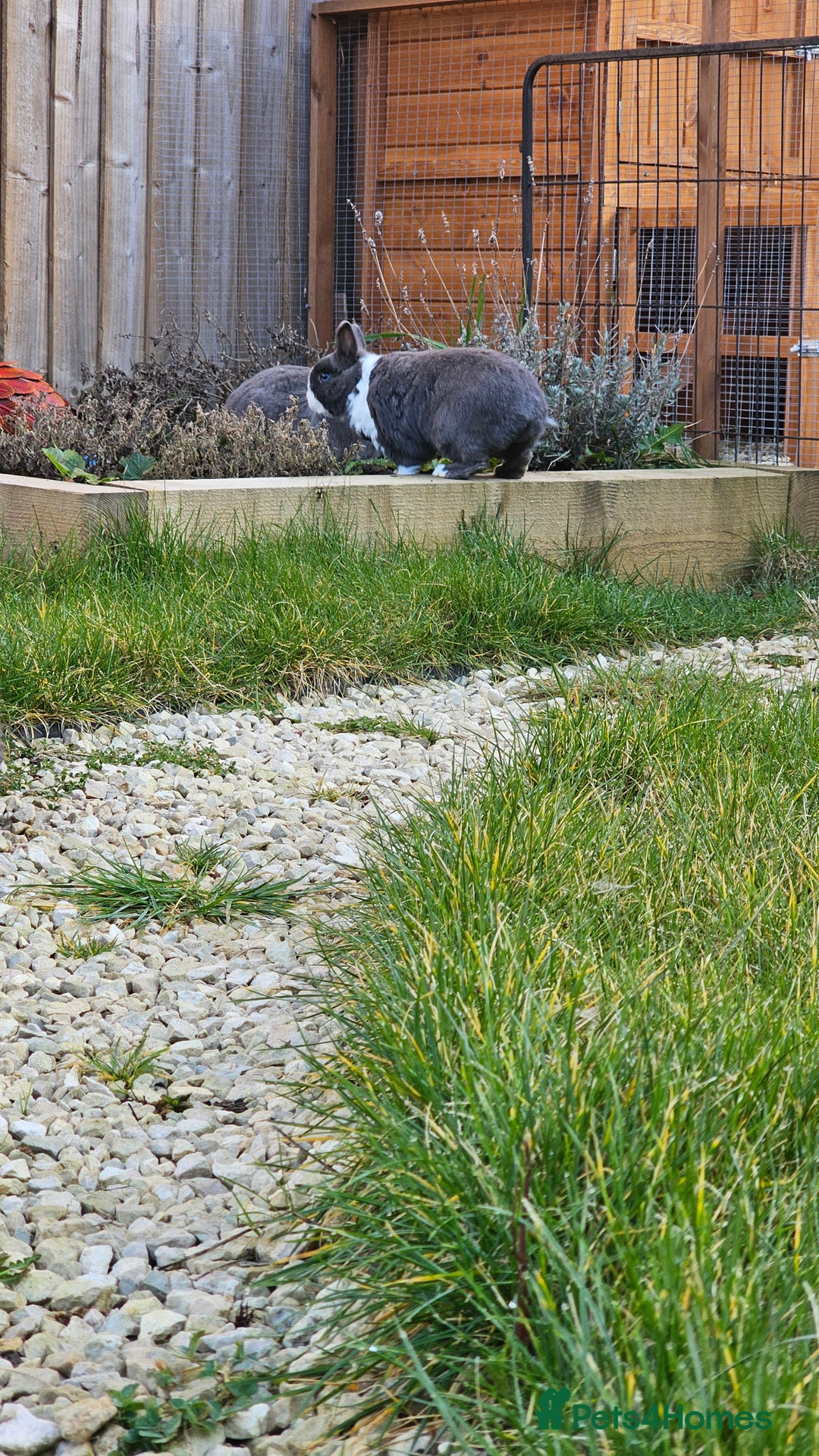 Netherland Dwarf rabbits for sale: Much loved family group - Image 3