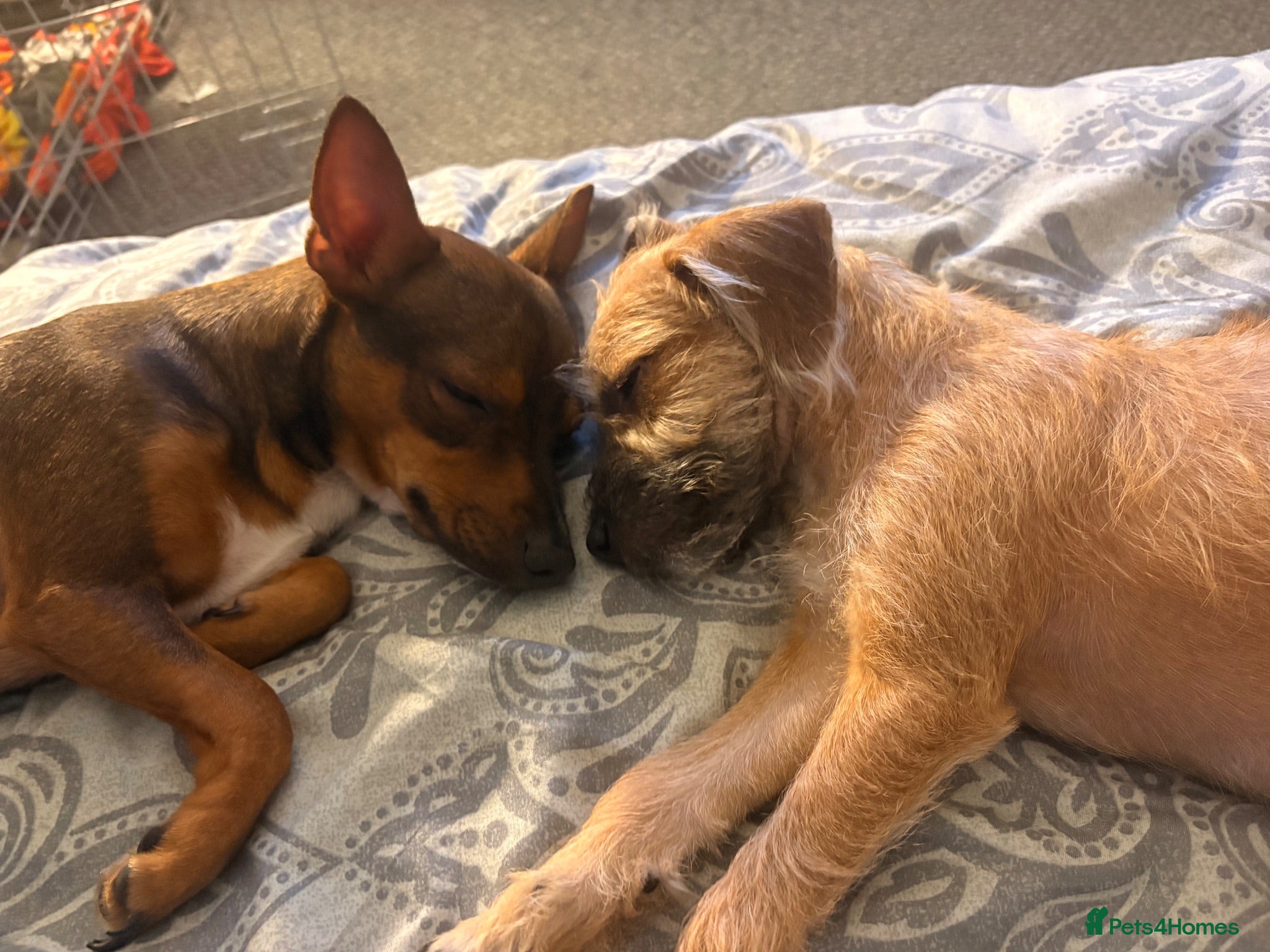 Mixed Breed dogs Boy and girl puppy  - Advert 4
