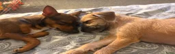 Mixed Breed dogs for sale: Boy and girl puppy  in London - Advert 1