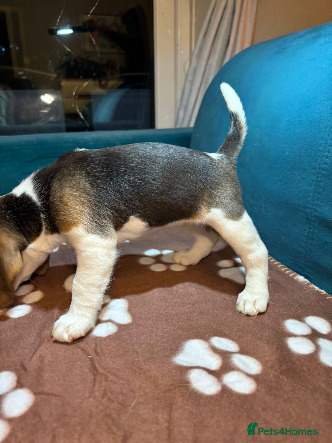 Beagle dogs for sale: Adorable Beagle Puppies for Sale - Advert 19