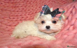 Maltipoo dogs for sale: *Micro Tiny F1 Maltese x Toy Poodle Maltipoo Pup* - Image 8