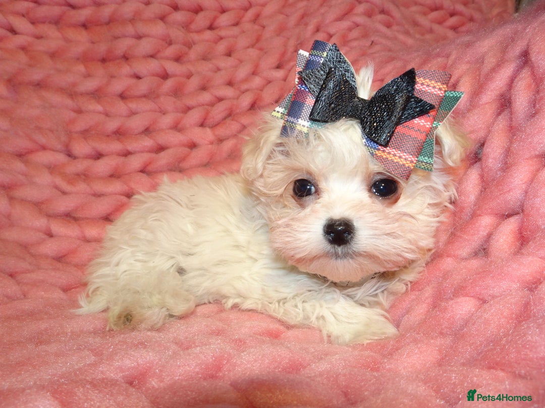 Maltipoo dogs for sale: *Micro Tiny F1 Maltese x Toy Poodle Maltipoo Pup* - Image 8
