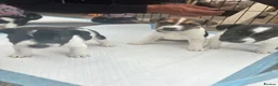 Jack Russell dogs for sale: Jack Russel pups. Long and Short hair  - Advert 6
