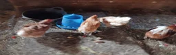 Chickens poultry for sale: Laying chickens - Advert 2