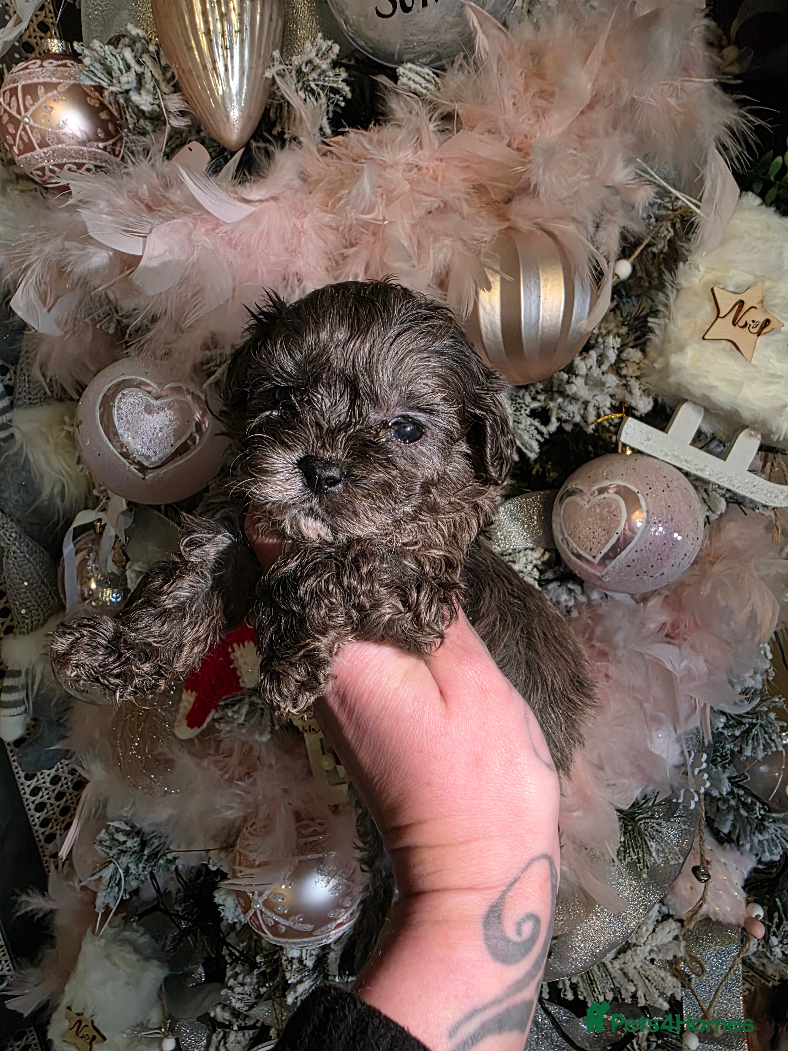 Shihpoo dogs Beautiful F1 shihpoo babies DNA clear. - Advert 1