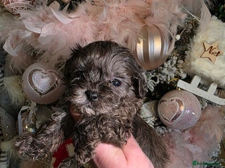 Shihpoo dogs Beautiful F1 shihpoo babies DNA clear. - Advert 12