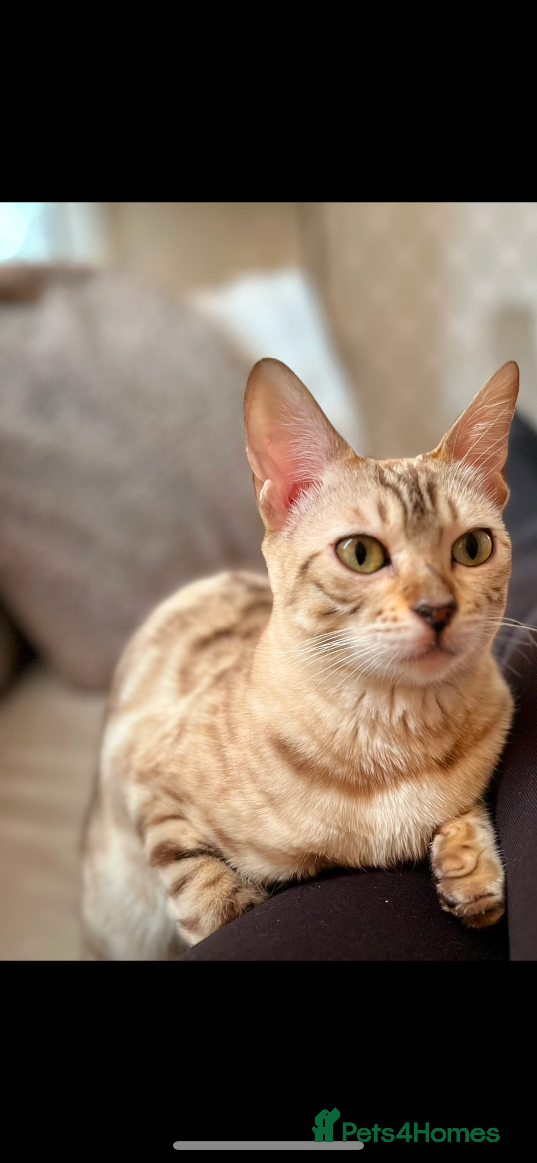 Bengal cats for sale: Bengal cats - Advert 4