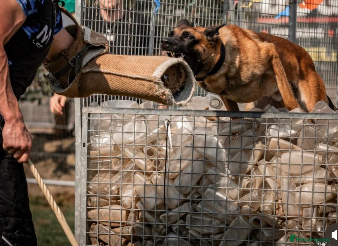 Belgian Shepherd Dog dogs for stud: Dutch Herder - Advert 4