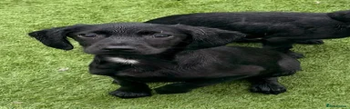Springador 2