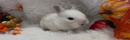 Rex rabbits for sale: Rex x Netherland dwarf  - Advert 9