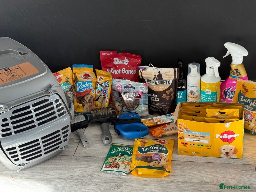 Toy Poodle dogs for sale: 5 month old toy poodle  - Image 9