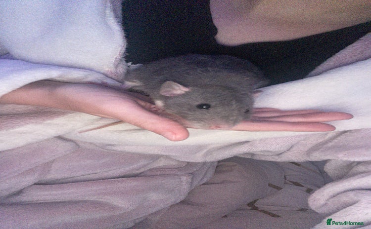 Rat rodents - Advert 3