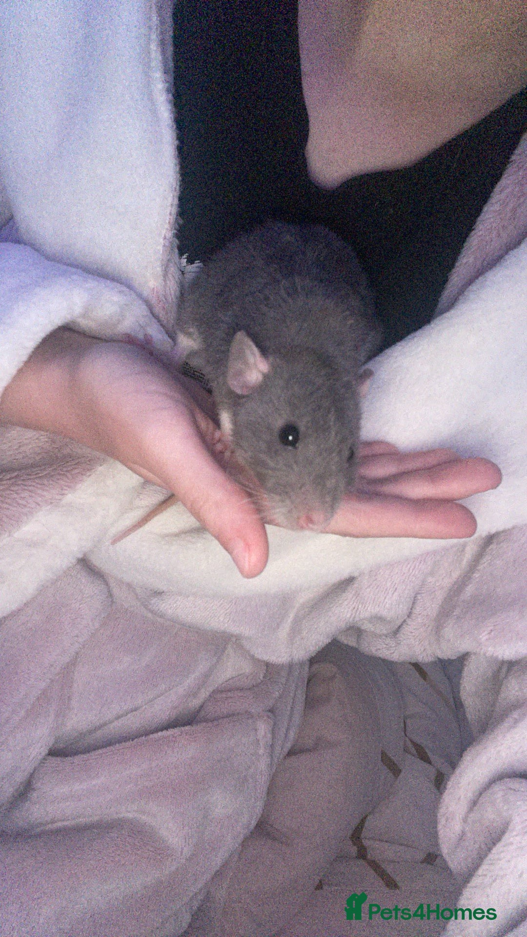 Rat rodents for sale: Beautiful baby rats looking for forever homes! - Image 1