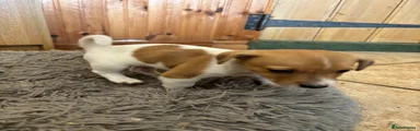 Jack Russell 2