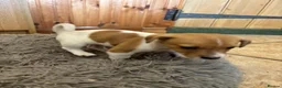 Jack Russell dogs for sale: Male Jack Russell Puppies – Ready 15th October in Caerphilly - Advert 11