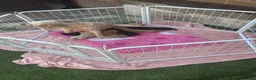 Cockapoo dogs for sale: Cockapoo puppies  in Spennymoor - Advert 2