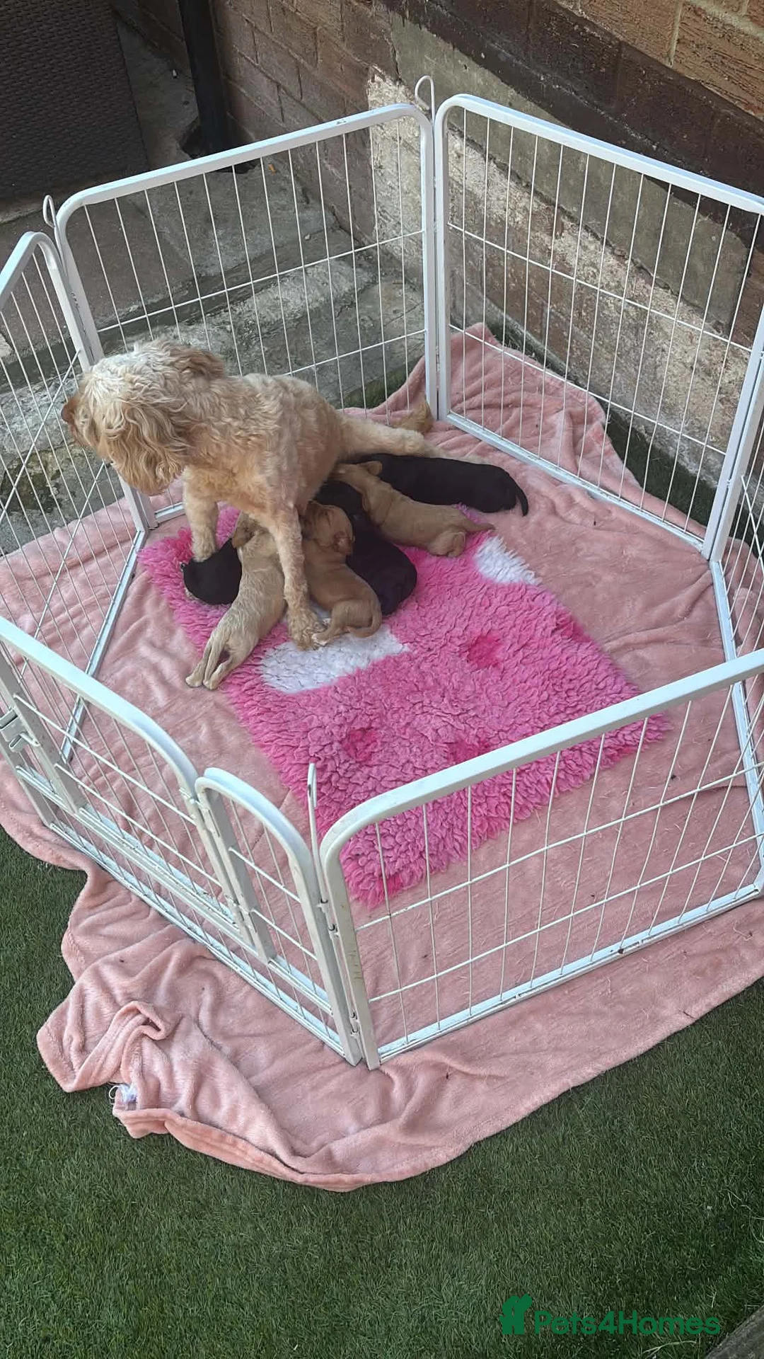 Cockapoo dogs for sale: Cockapoo puppies  in Spennymoor - Advert 2