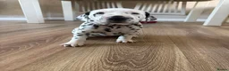 Dalmatian dogs for sale: *1 left please read* Purebred Dalmatian puppies - Advert 24