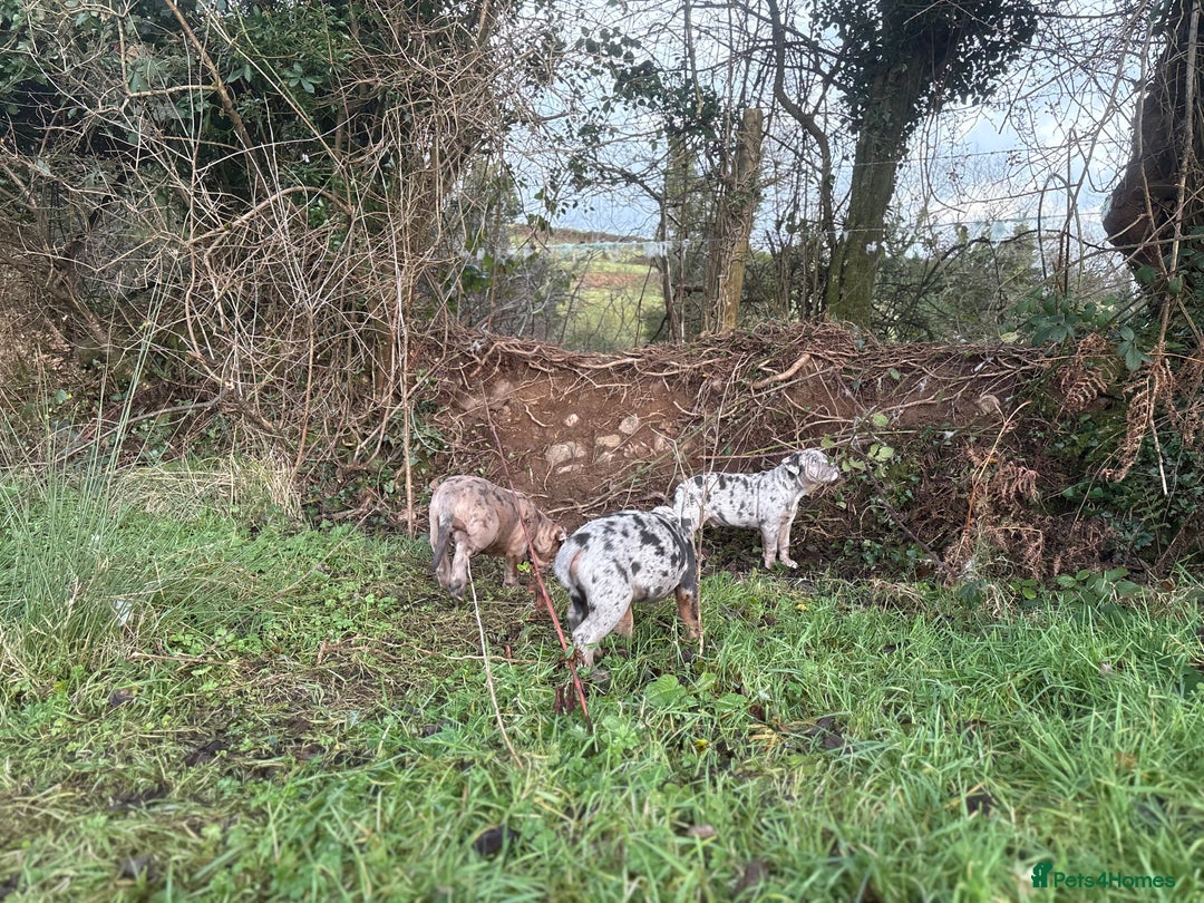 Olde English Bulldogge dogs for sale: 3 male puppy Olde English Bulldogges left - Advert 35