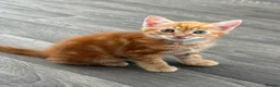 Mixed Breed cats for sale: 4 beautiful kittens  - Advert 9