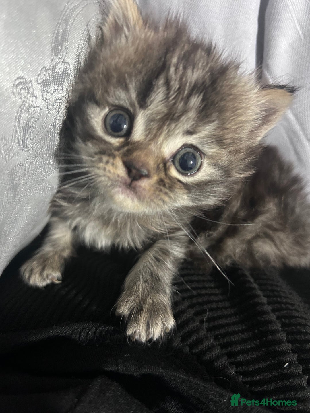 Persian cats for sale: Single female persian - Advert 9