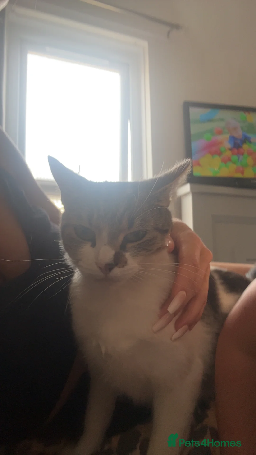 Mixed Breed cats for sale: Female cat for sale  - Advert 2
